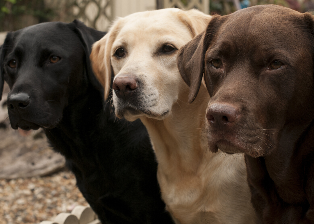 The Labrador retriever is the most popular purebred dog in the U.S.